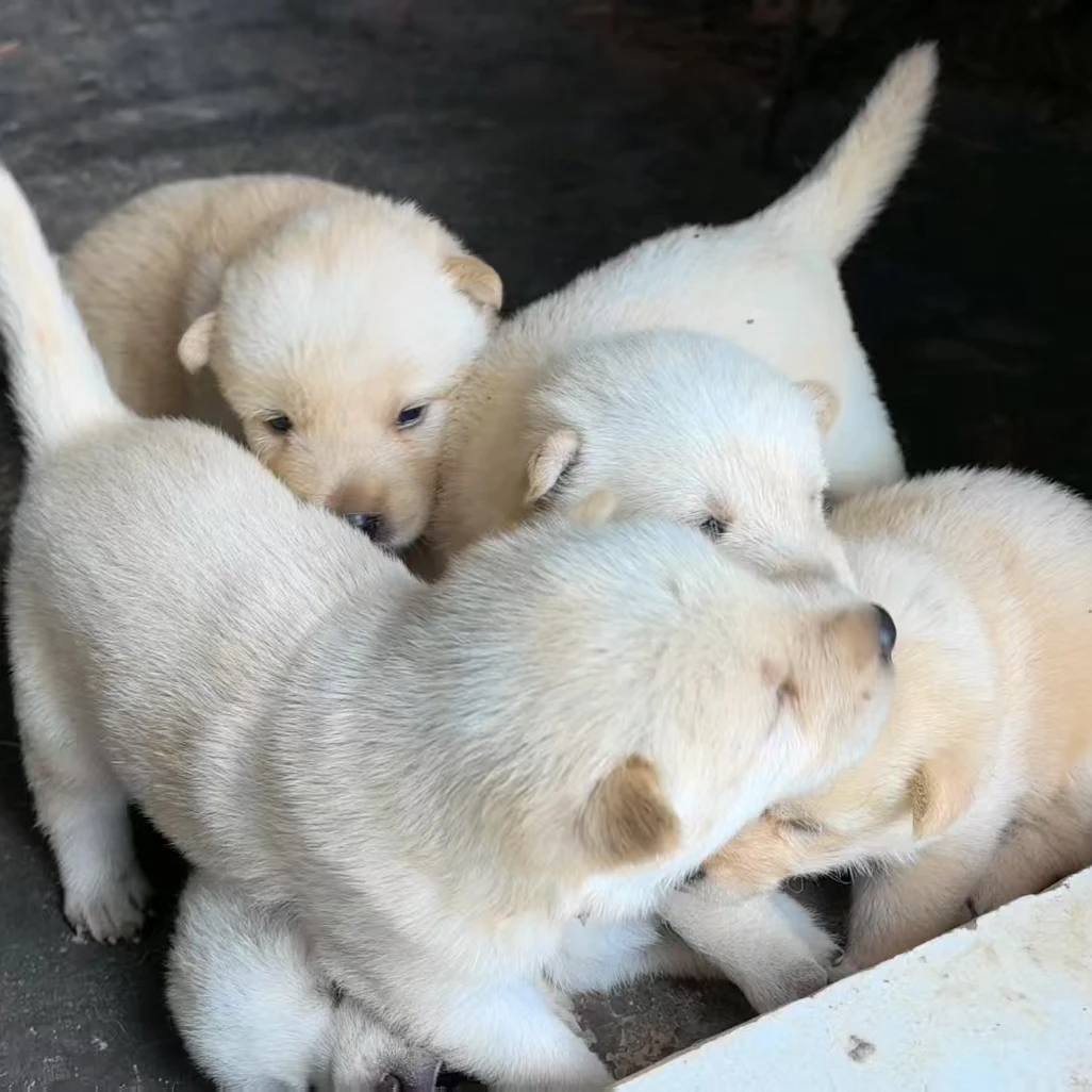 中华田园犬金毛柯基边牧拉布拉多边牧等