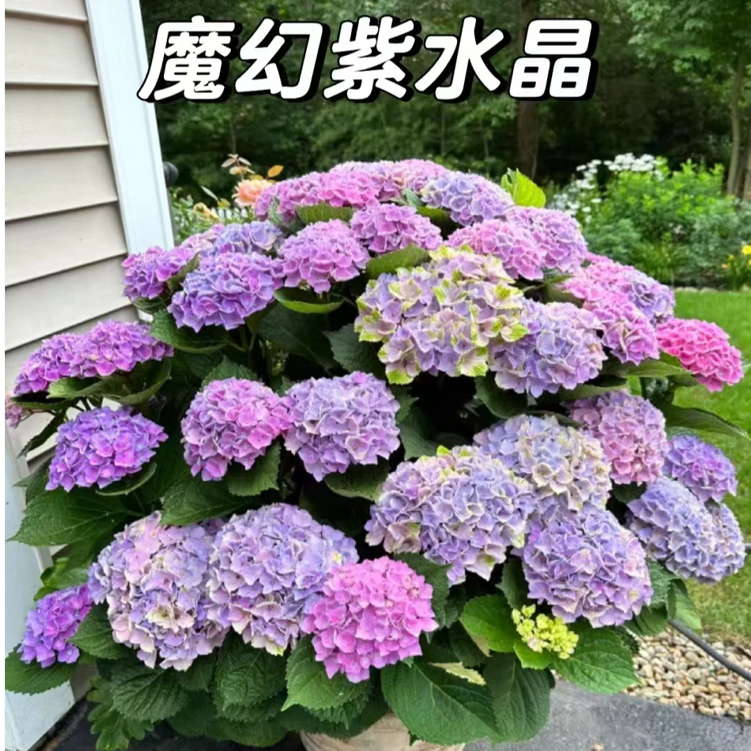 【嘉遇】魔幻水晶绣球盆栽花卉 适合室外庭院养护种植