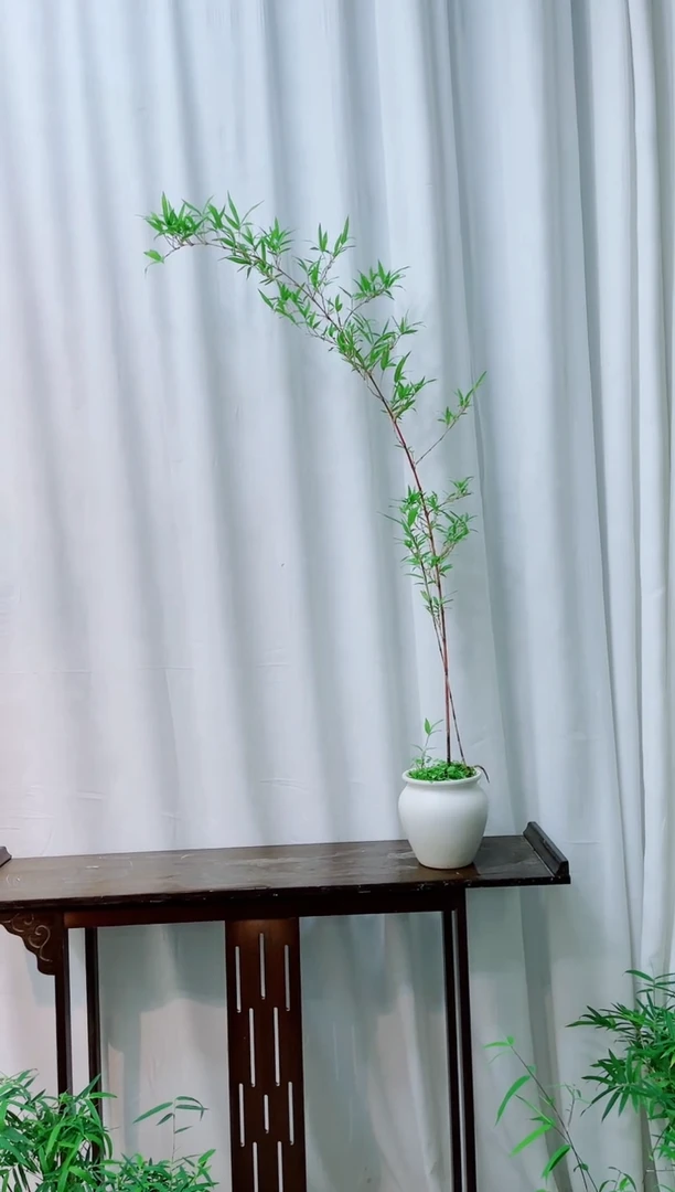 【闪购商品】竹子盆景竹子盆景