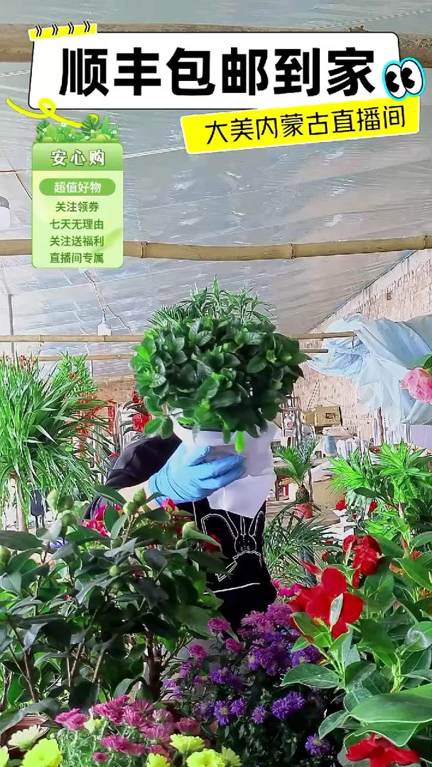 完全开放小颗栀子