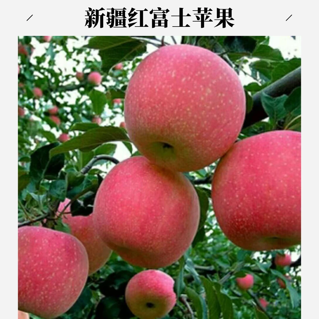 正宗新疆红富士苹果现采摘现发新鲜酥脆甜多汁