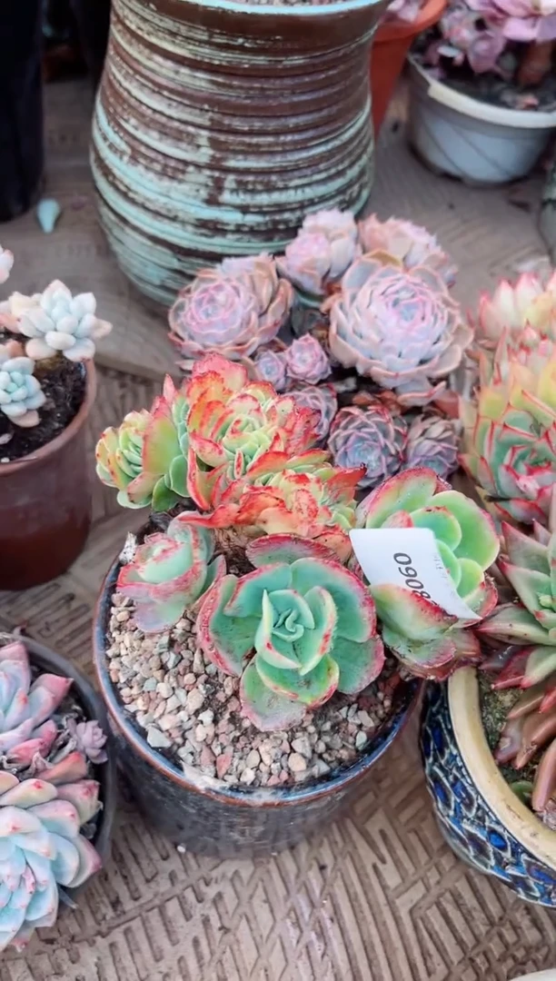 【闪购商品】09082