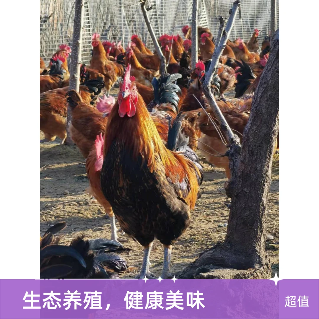 农村散养溜达鸡土鸡送鸡胗鸡心