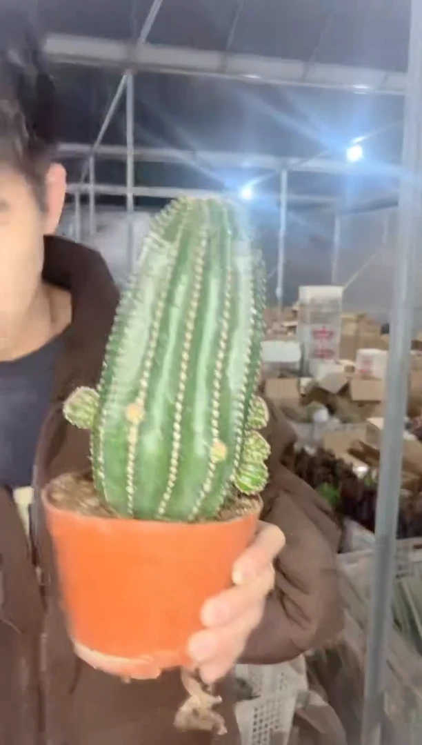 【闪购商品】大单头 黑金刚