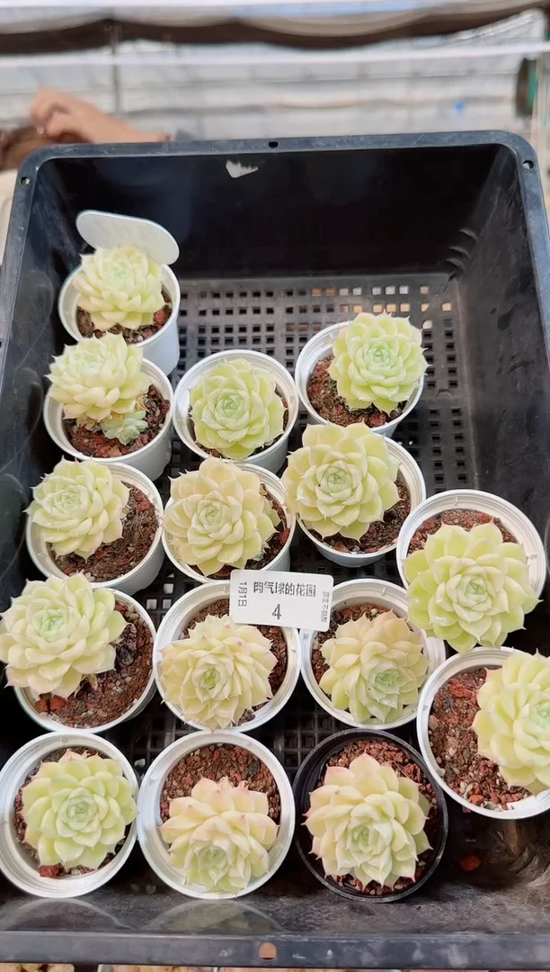 0101-04多肉量拍任意发一颗群生不包整