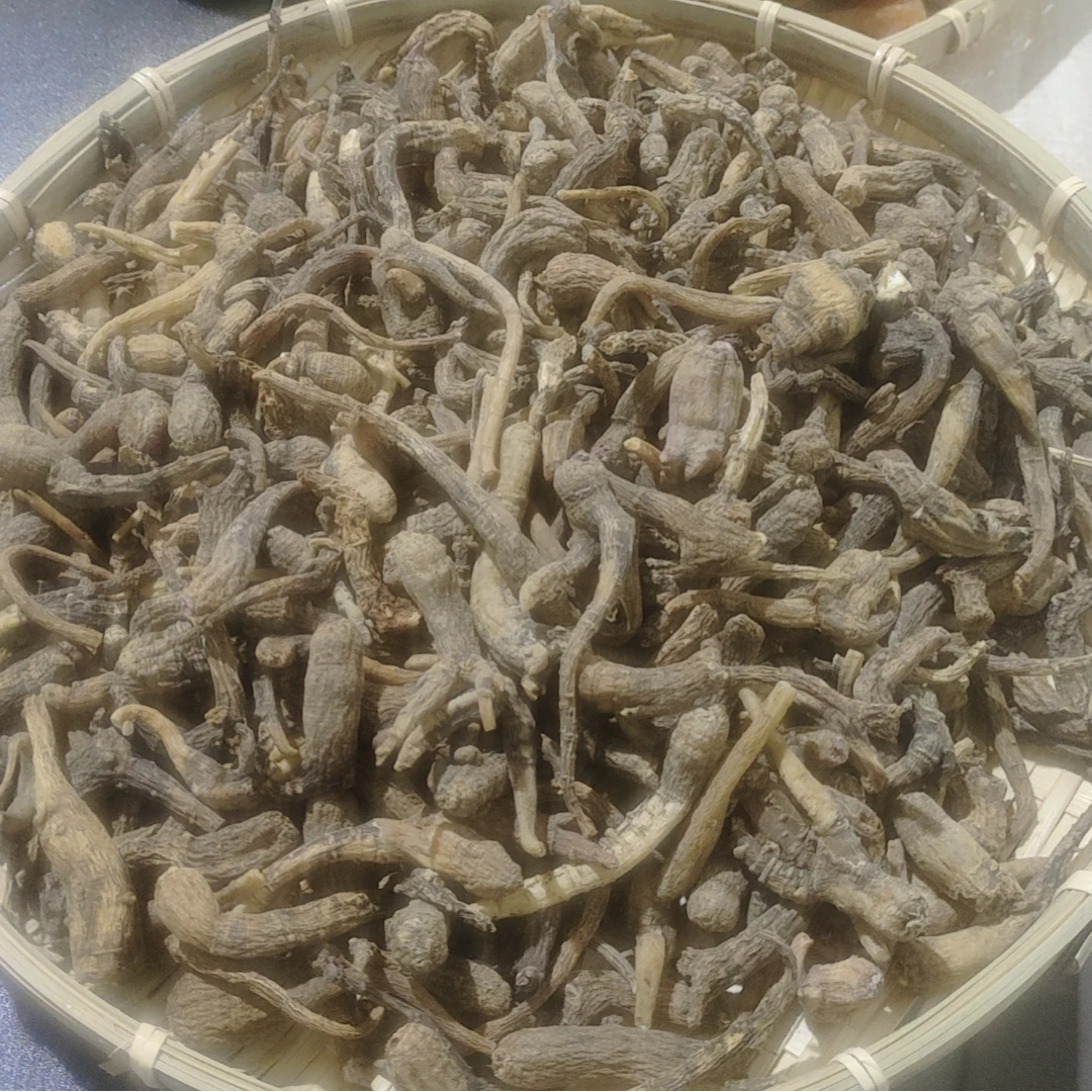 【乔童】夏至枸杞  紫灵菩提参