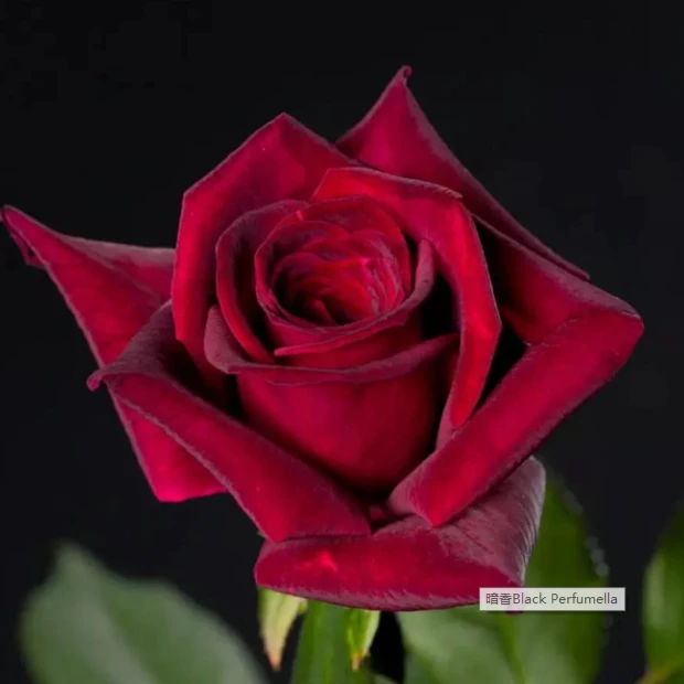 小院家 暗香 月季苗 玫昂大马士革加水果强香大花 抗病灌木