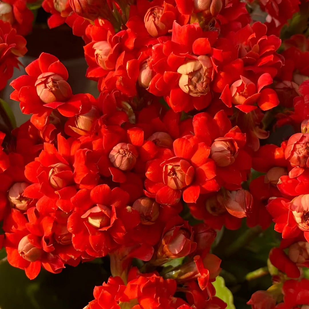 【喜庆】小苗精品重瓣大花苞长寿花 年宵花