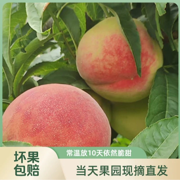 T山西运城红不软脆桃新鲜现摘净重4.5斤