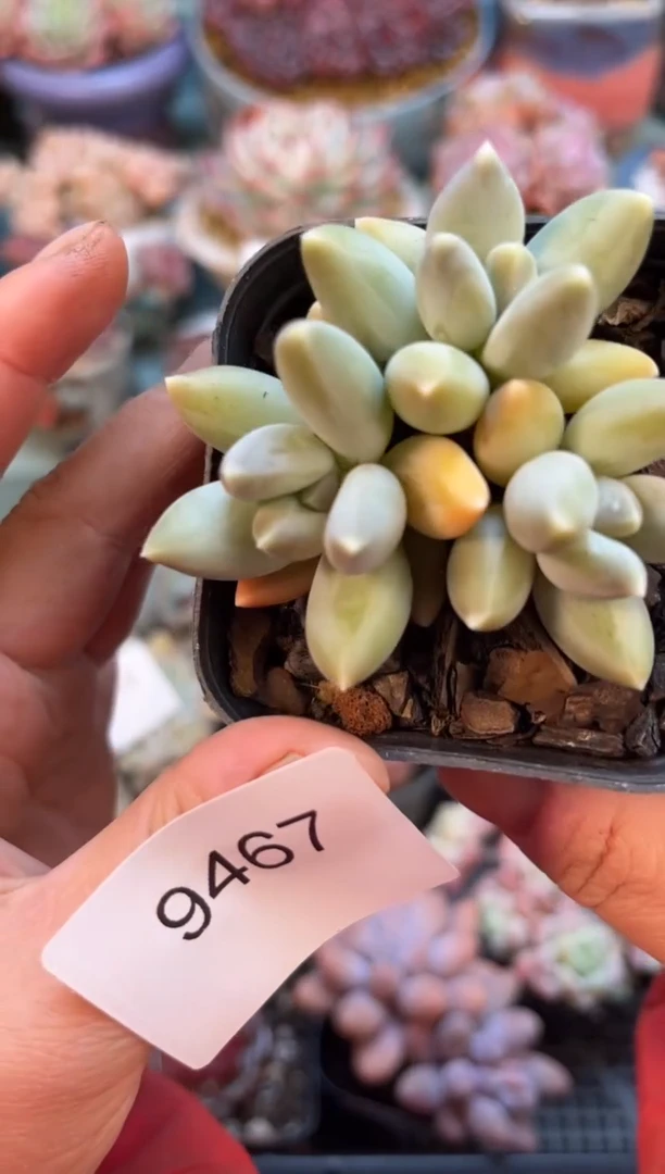 9467三头小松果美人多肉