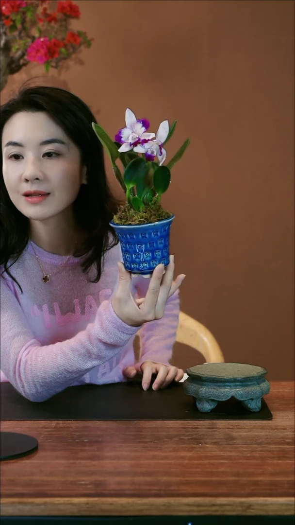 【闪购商品】盆景小美人