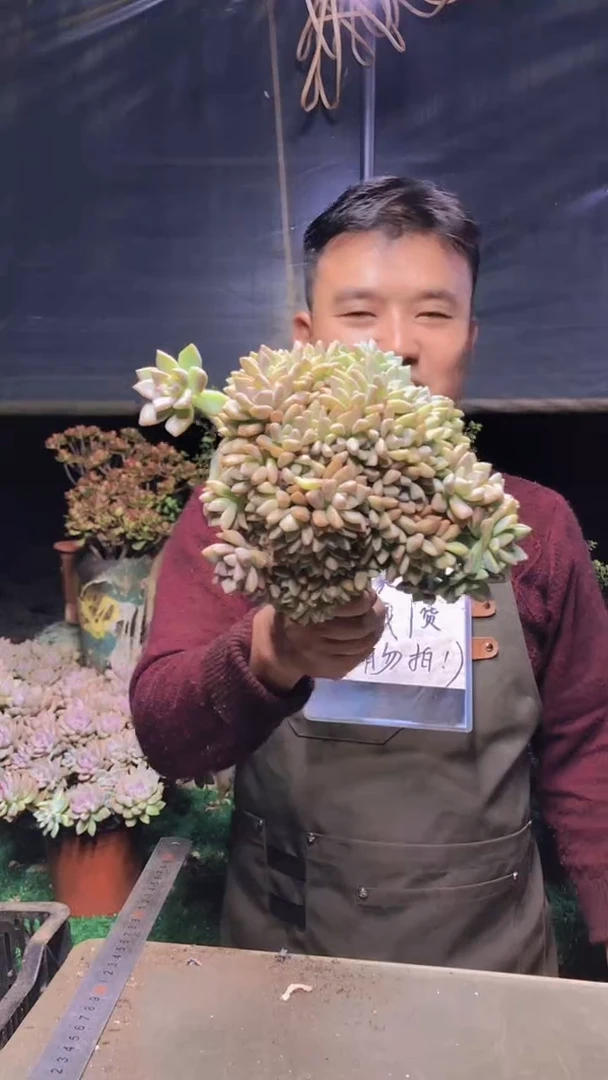 224雪缀化一物一拍