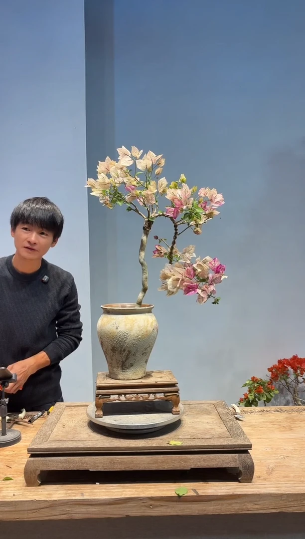 以实际为准三角梅24