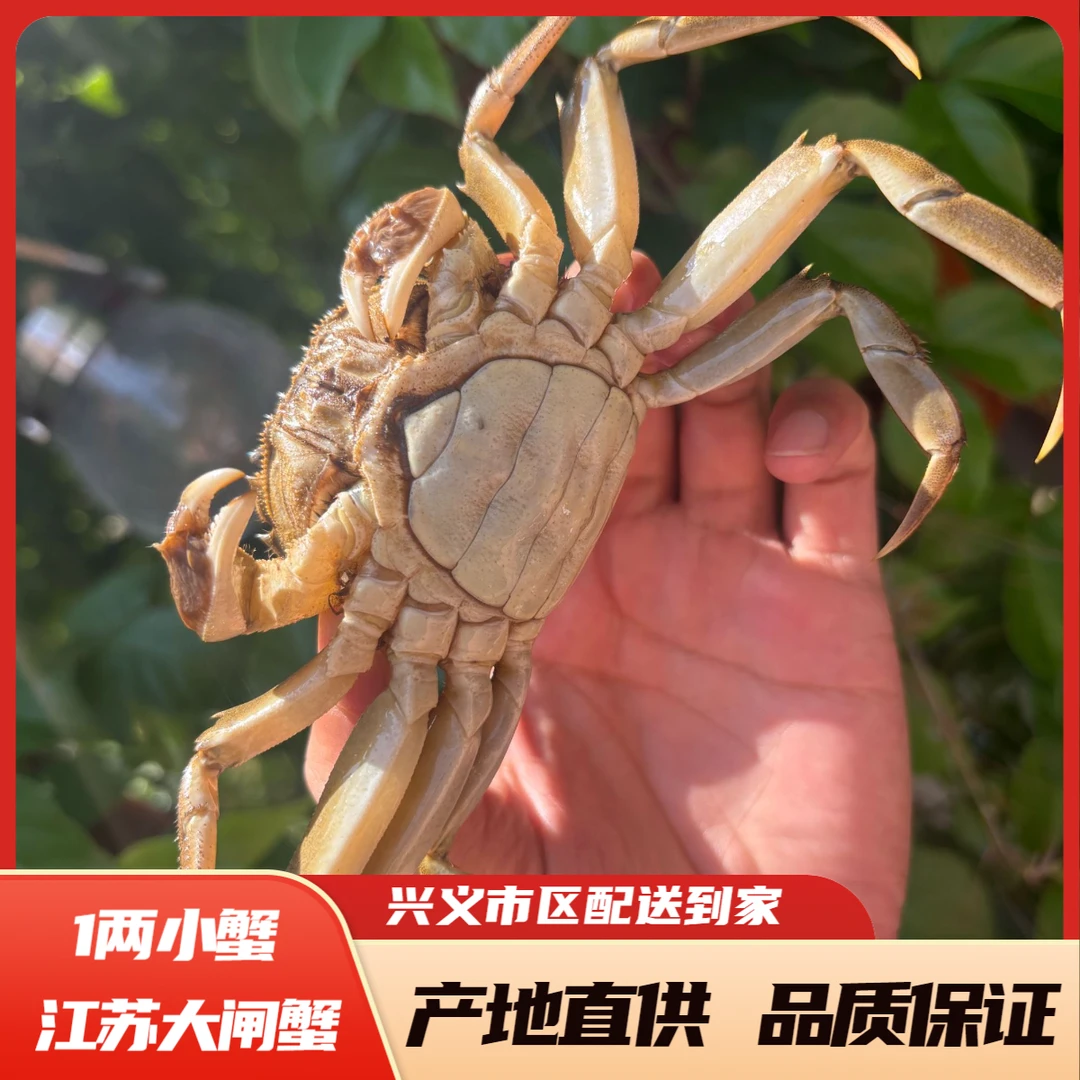 【鲜活】兴义同城全母蟹5只/10只/20只(单只约1.1-1.3两)鲜活发货