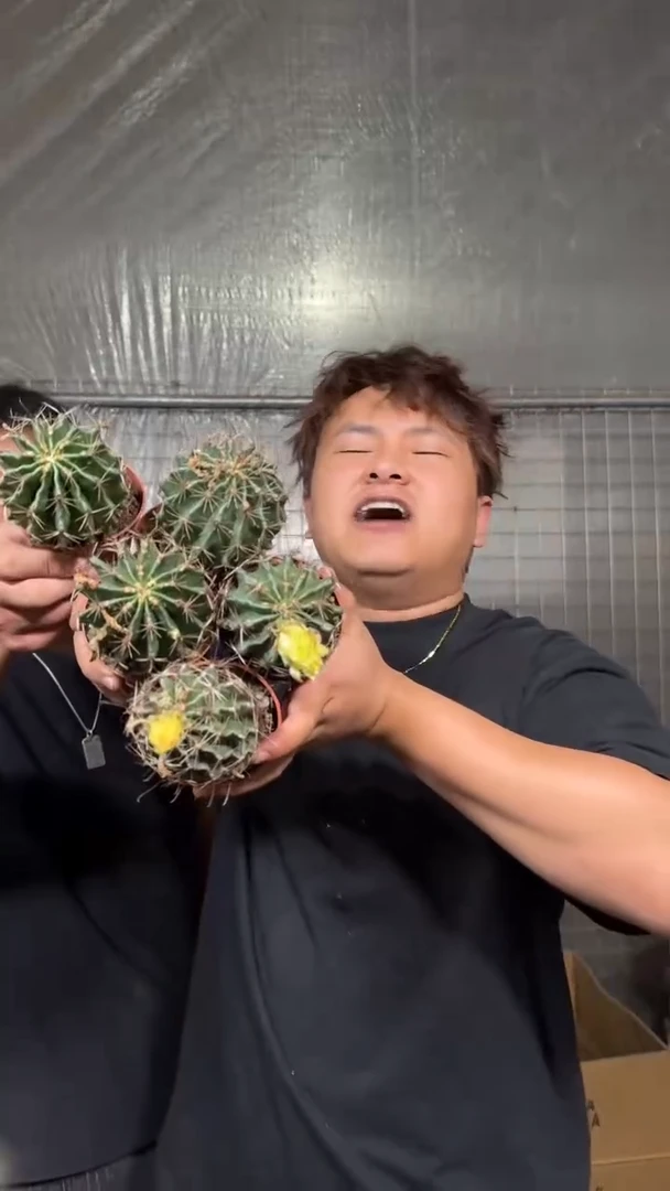 5颗 实生根 4-6cm 龙王 不指定带花苞