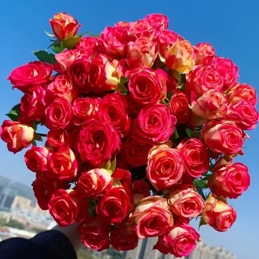 【鲜花】爱丽丝多头玫瑰