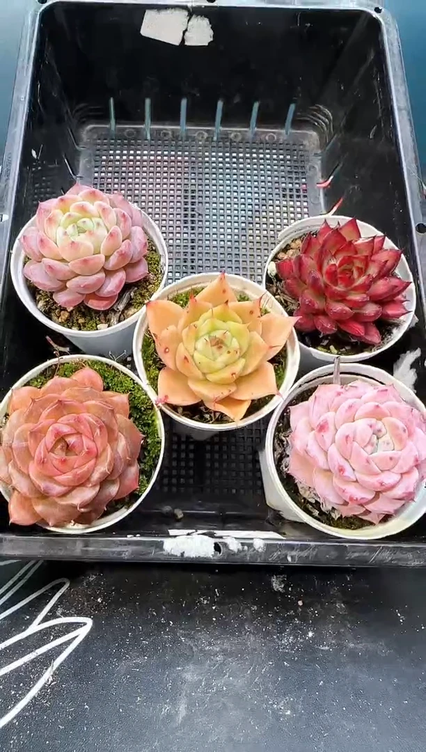 3   396 多肉  5 颗