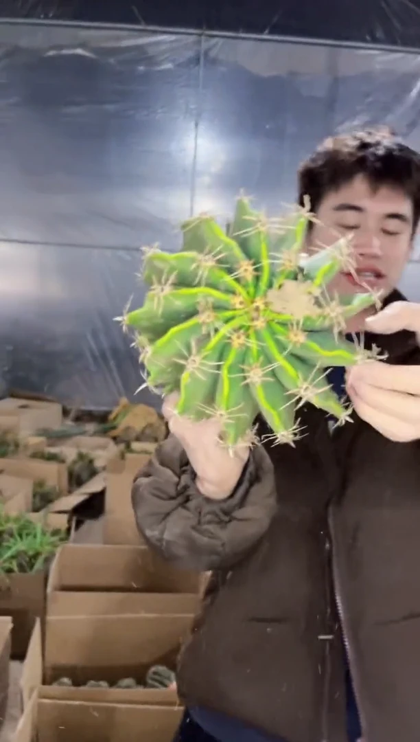 【闪购商品】短豪刺 雎鸠玉