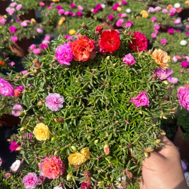 重瓣混色太阳花苗四季开花耐寒热易存活阳台外院花卉绿植