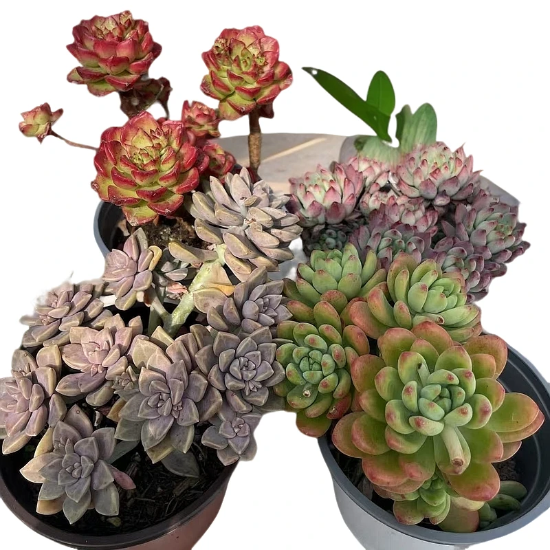 阿伦倍+蒂亚+大蓝苹果+香格里拉多肉植物阳台露台办公室绿植植