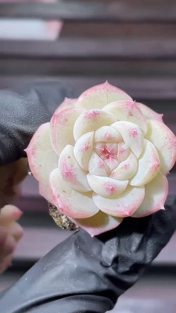 35-97 桃系新珍妮2-3厘米量拍发一颗