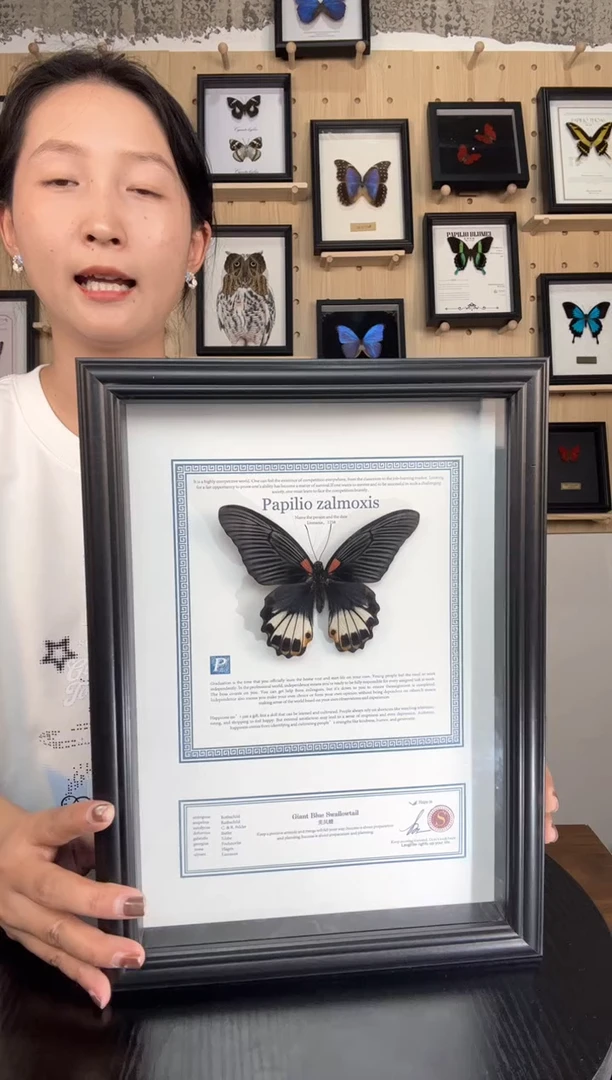 美凤蝶蝴蝶标本装饰画A4框