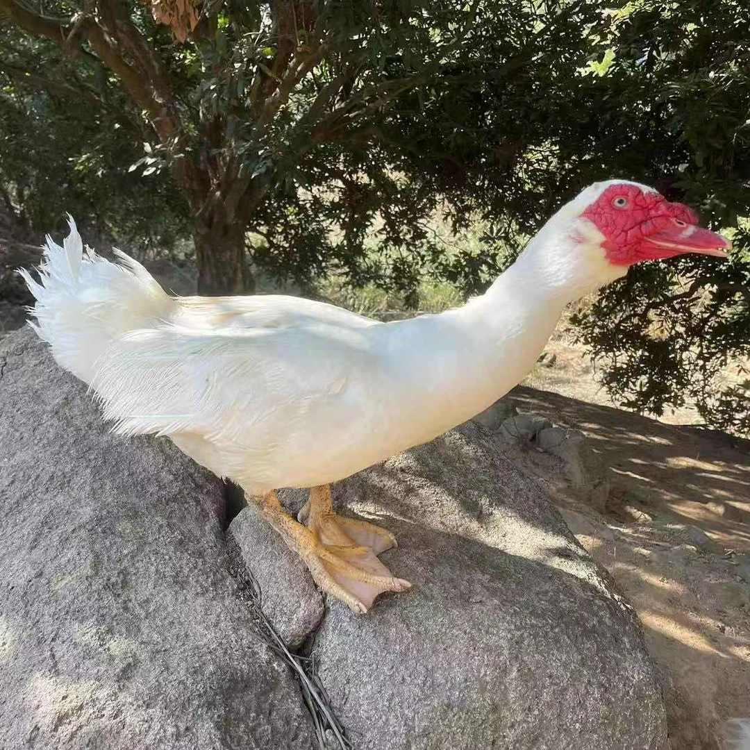 壶山散养五谷莆田小种老番鸭纯手工现杀土鸭产地直发