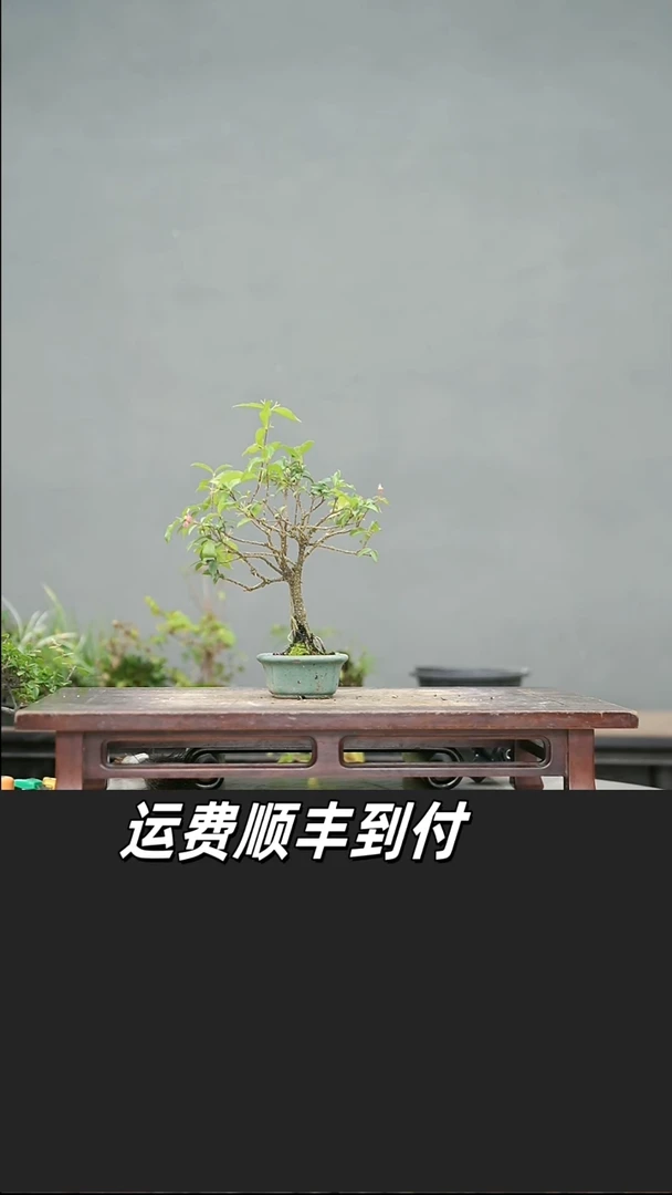 春*30