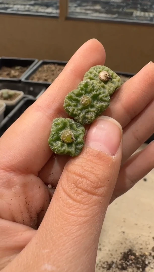 10-222多肉植物肉锥