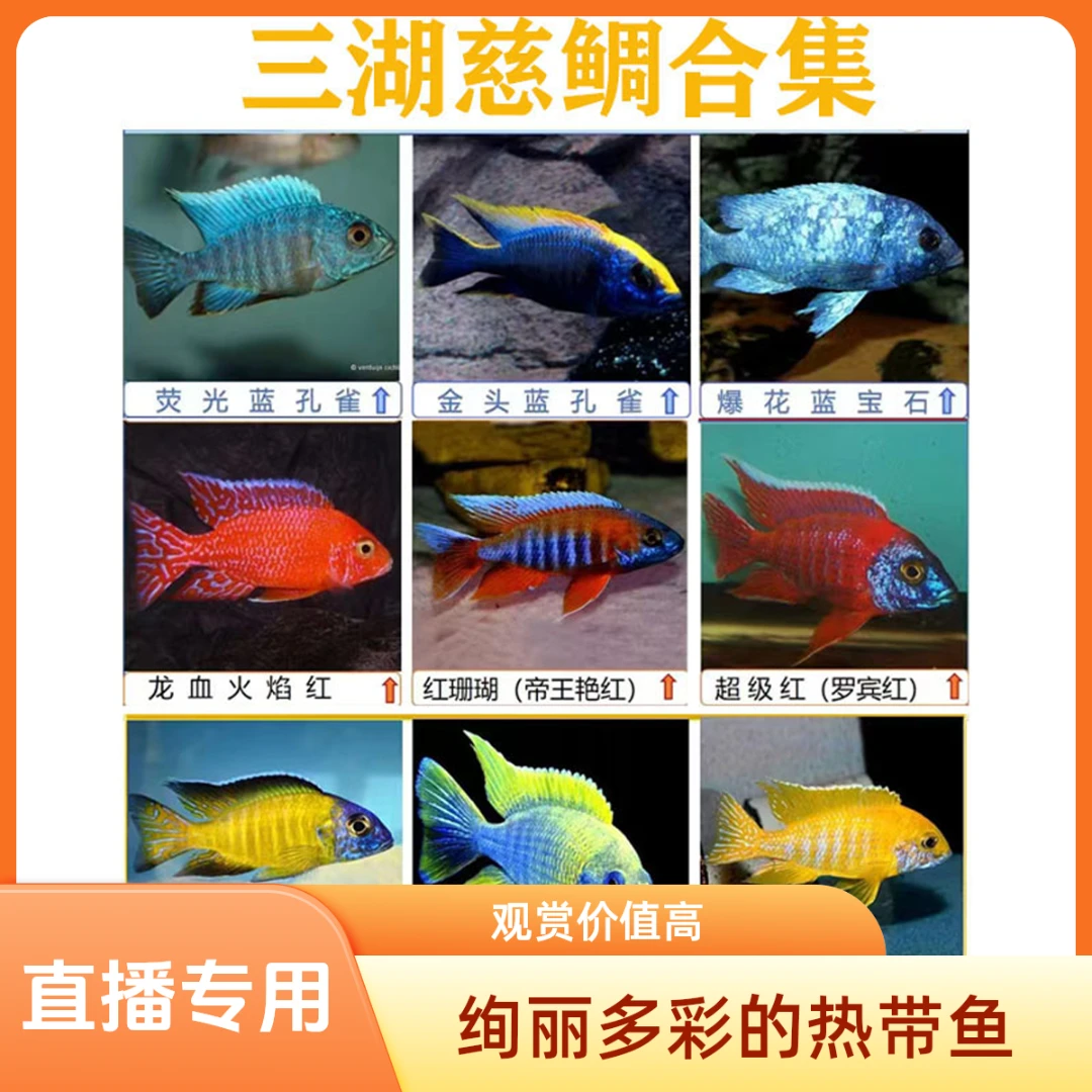 直播卖鱼热带观赏鱼三湖慈鲷大号火焰红马鲷岩栖好养耐活精品慈鲷