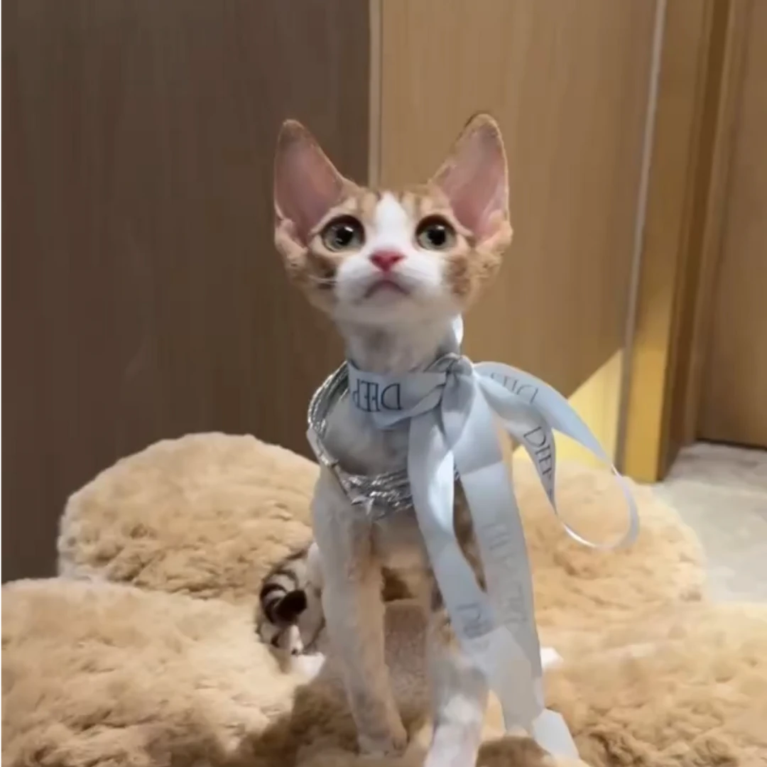 彩虹家德文卷毛猫 彩金虎斑加白妹妹12000