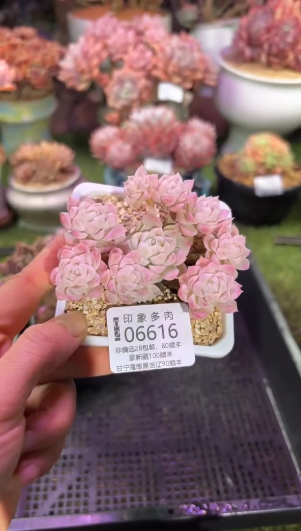【闪购商品】06616