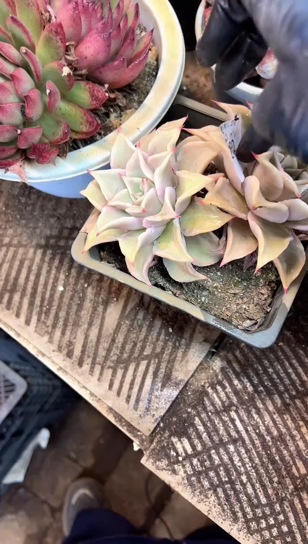 唔*闲多肉植物一物一拍27470