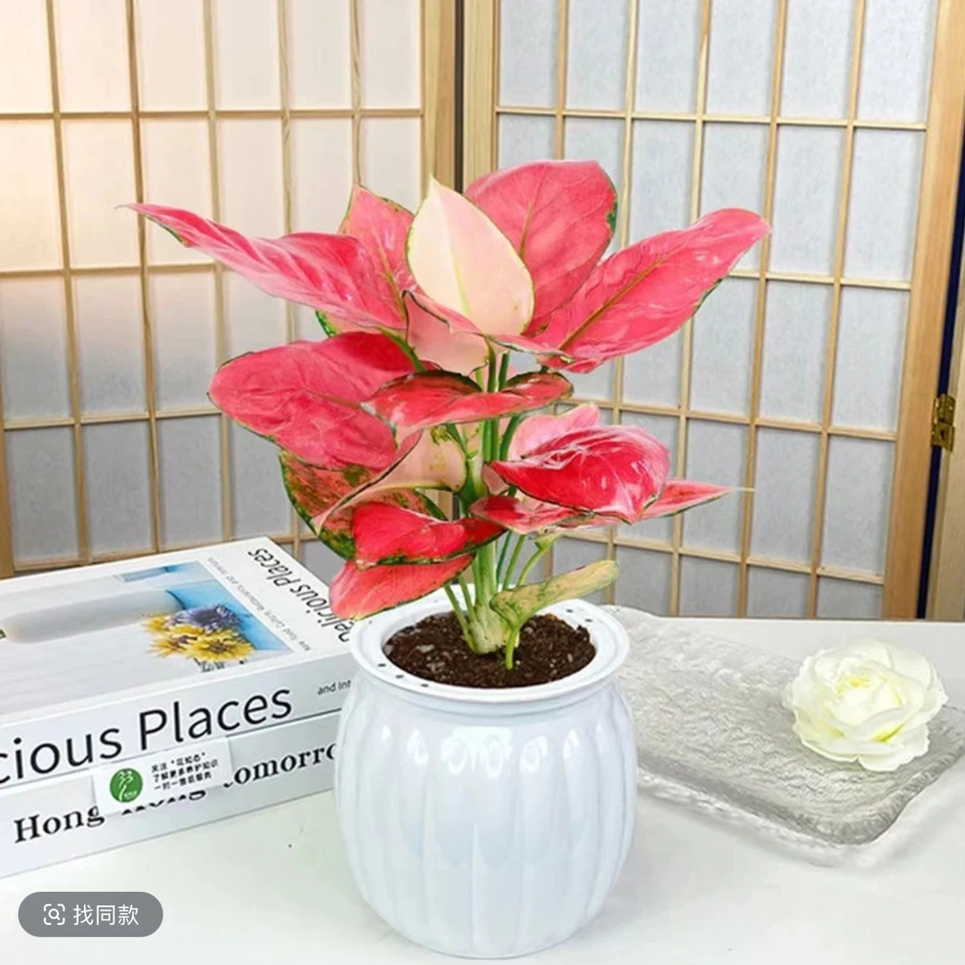 【吉利红】红如意绿植花卉盆栽室内客厅办公好养懒人盆红色美化鲜活