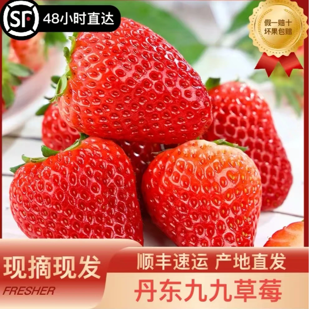 丹东九九牛奶大草莓多倍体新鲜现摘顺丰包邮