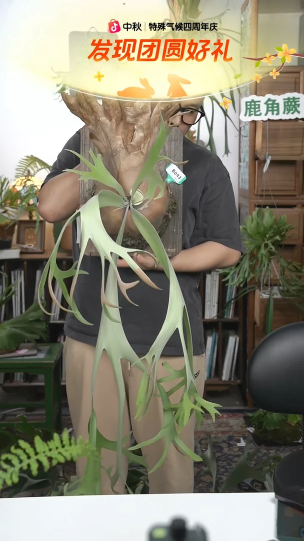 不开花植物B043-double A母本