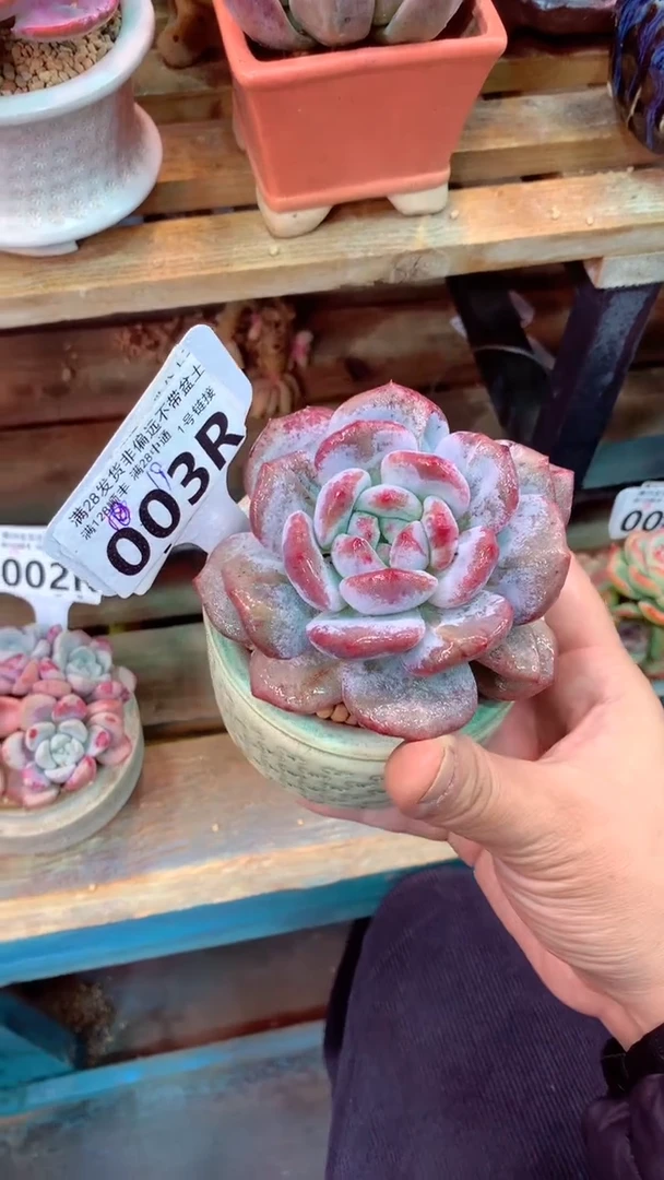 003R(一物一拍实付满28发货，默认不带盆土）