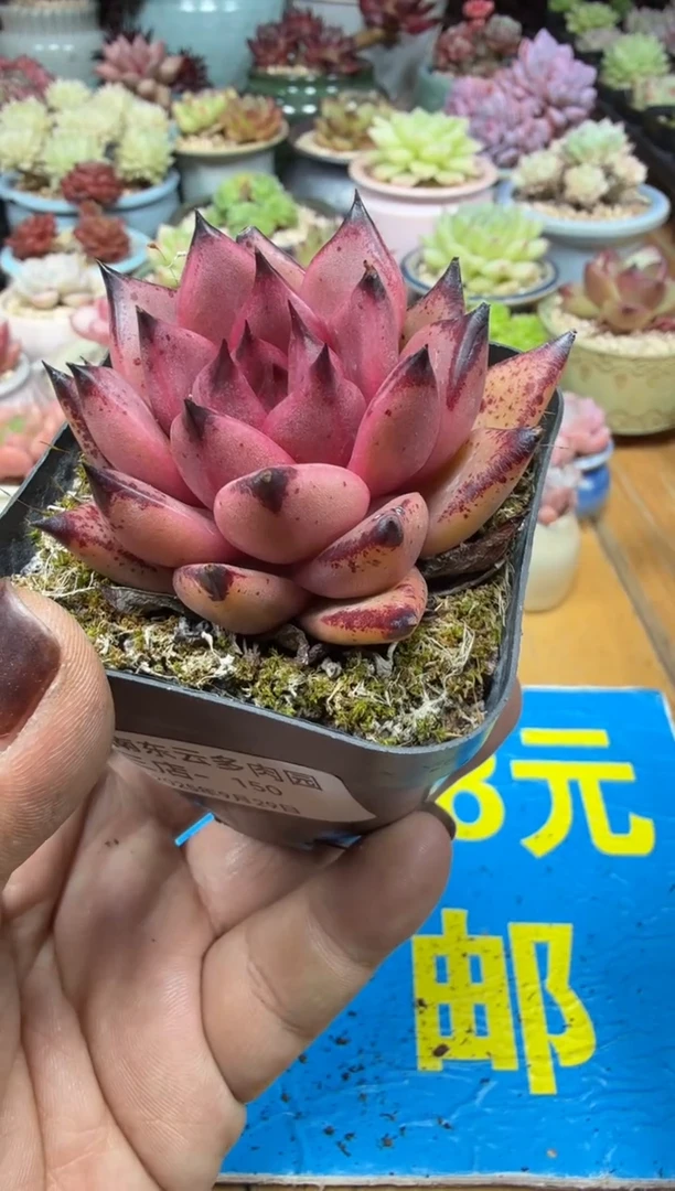 东云多肉三号店-150