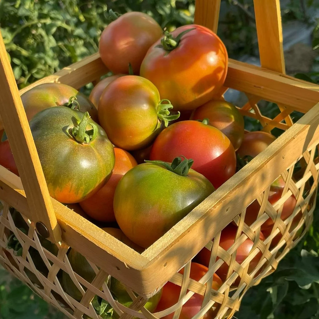 【草莓西红柿-诸葛妍选】酸甜可口新鲜采摘好吃美味现货