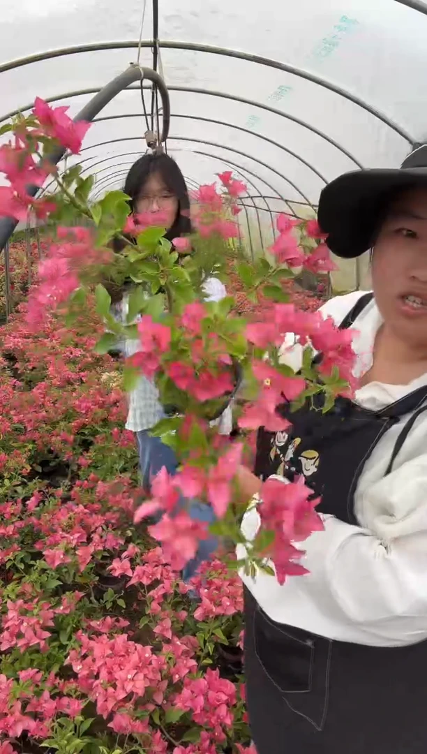 完全开放卡亚塔0.5