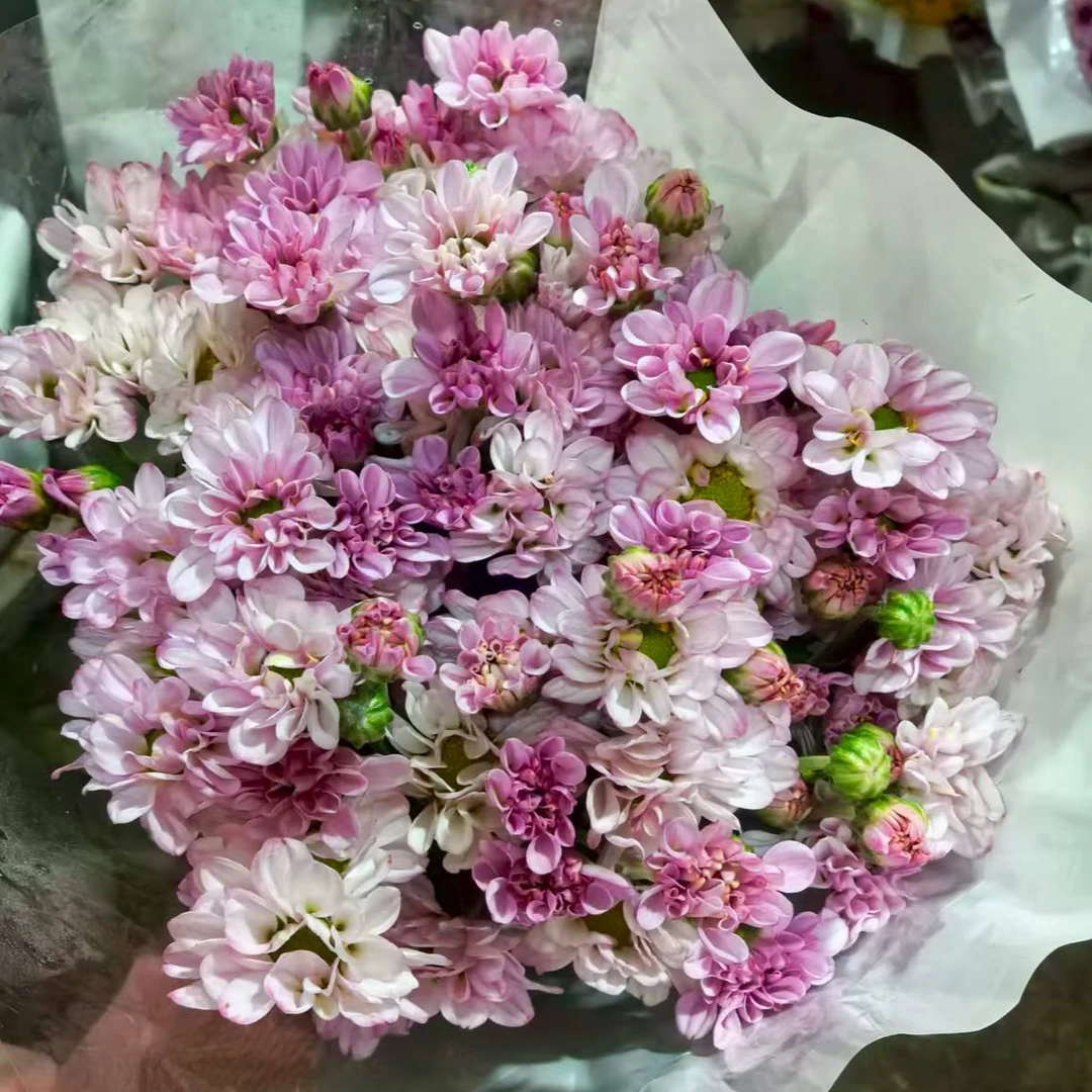 爱之粉小雏菊一把（8到10支）  云南基地直发批发一手货源家养水养