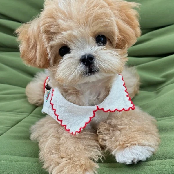 福宝家的可卡布 马尔泰 泰迪熊伴侣犬女朋友礼物聪明温顺乖小狗