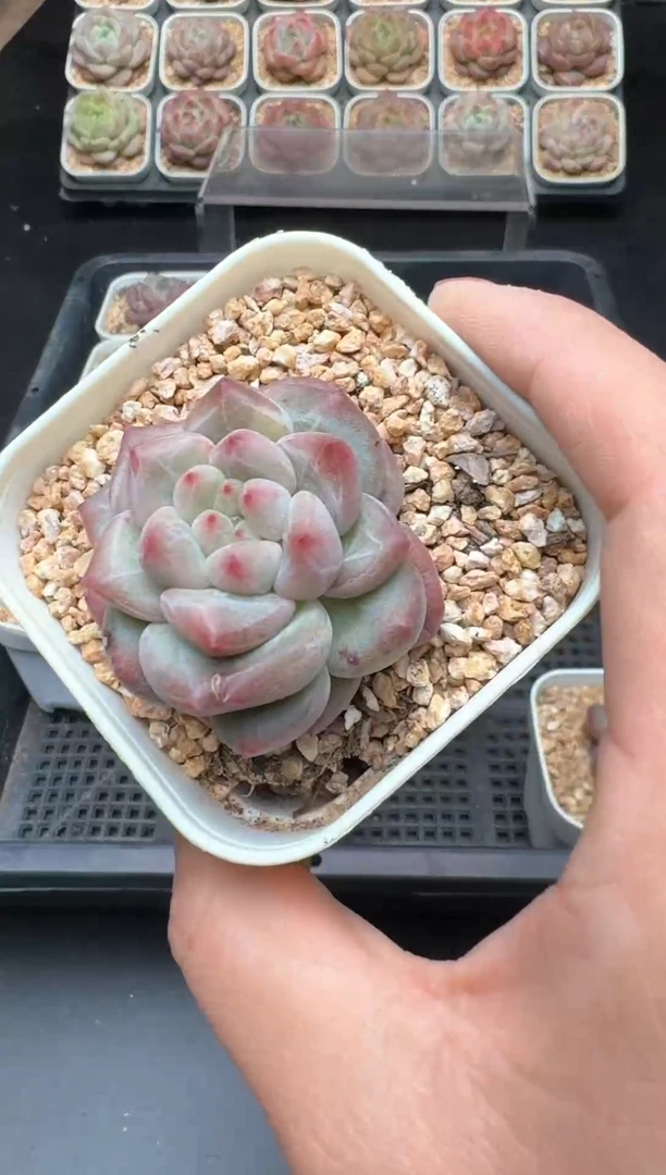 【闪购商品】630A号一物一拍多肉花卉植物拍3颗起发