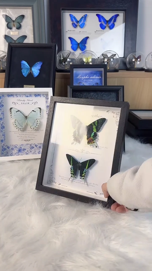 蝴蝶天然高定收藏