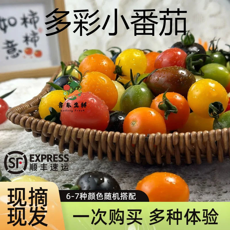 【缤纷撞色】多彩6-7色搭配多彩小番茄圣女果沙拉小柿子顺丰包邮