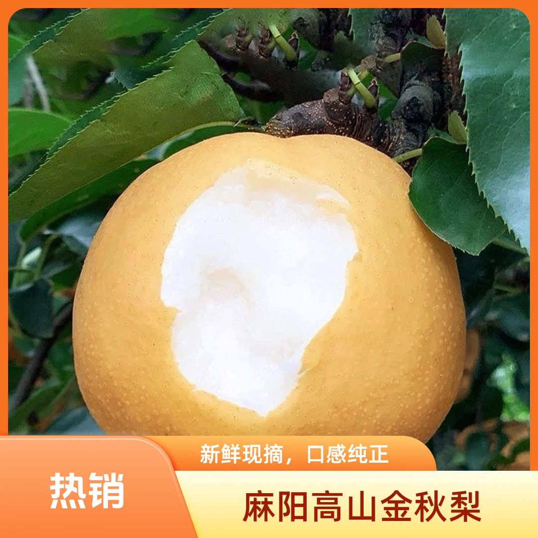 正宗湖南怀化麻阳金秋梨新鲜现摘现发脆甜多汁当季应季水果5/9斤