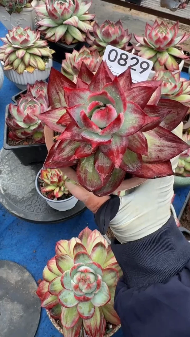 一**儿0829惊鸿仙子（裸根发货）