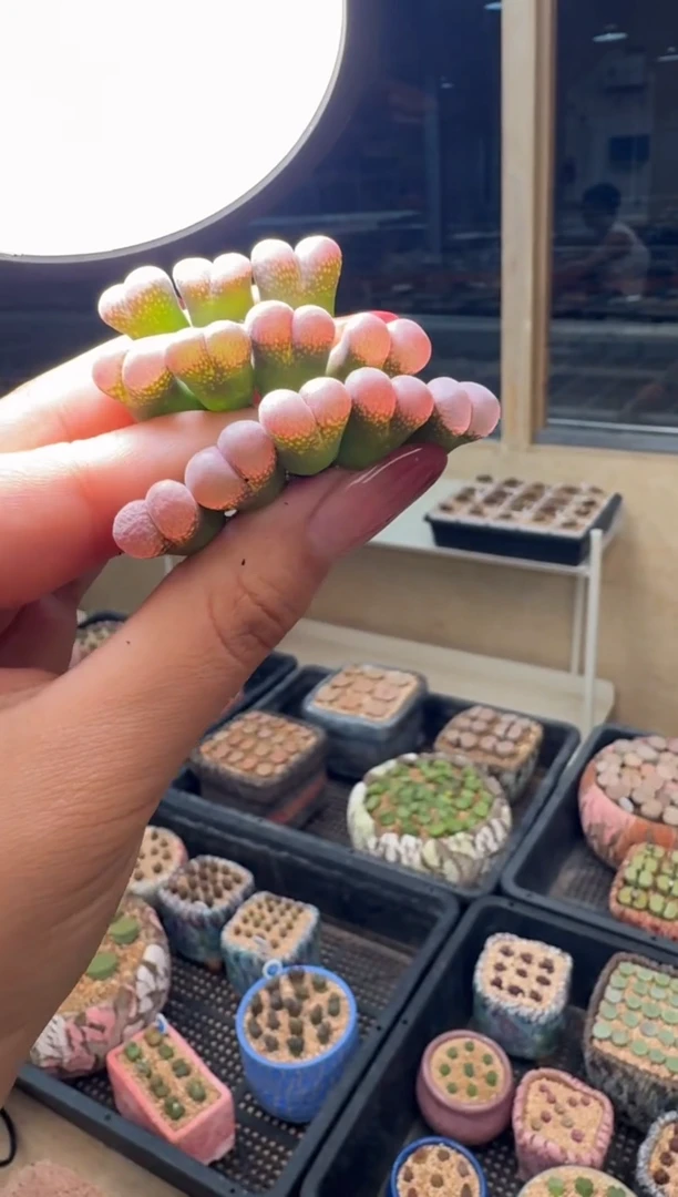 26-69多肉植物肉锥风铃一颗