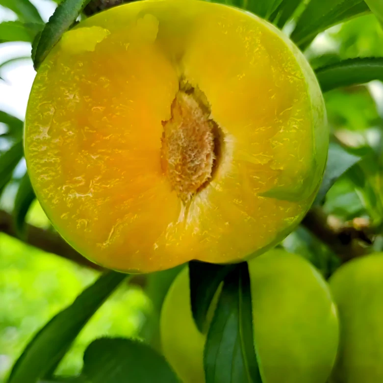 正宗蜂糖李子树苗耐寒大果脆甜南方北方种植盆栽地栽庭院高产大苗