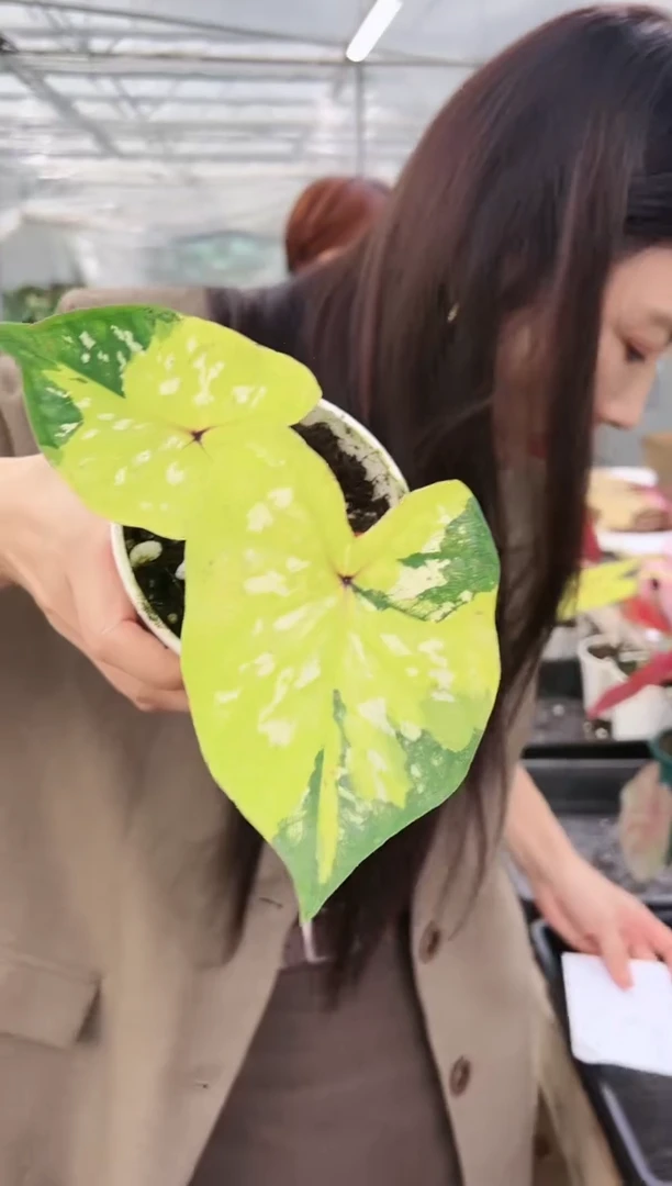 31        大黄蜂